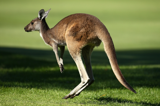 Exploring the Potential Benefits and Risks of Kangaroo Supplements