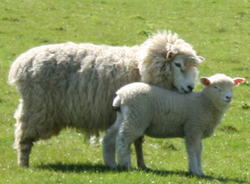 The Remarkable Benefits of Sheep Placenta